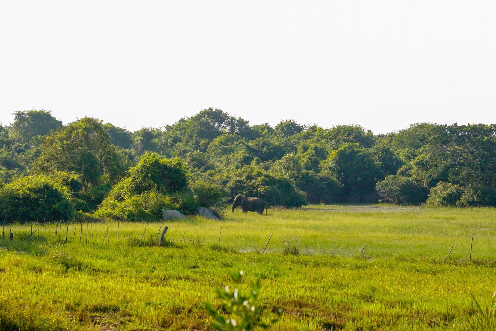 Senu Homestay Sigirija Zewnętrze zdjęcie