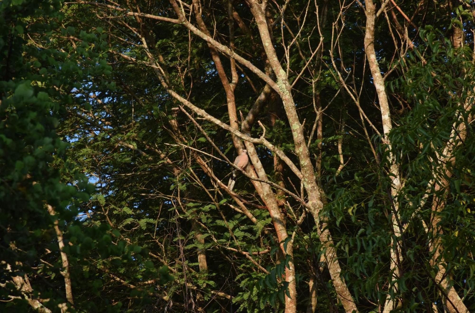 Senu Homestay Sigirija Zewnętrze zdjęcie